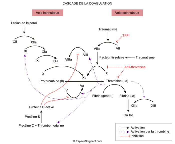 cascade_coagulation.png